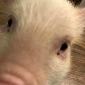 Meet your Posher, Dani